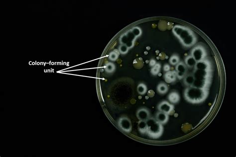 cfu meaning in microbiology.